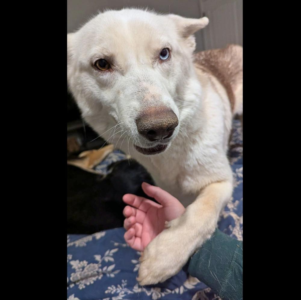 Jett, Adoptable, Young Female Husky.