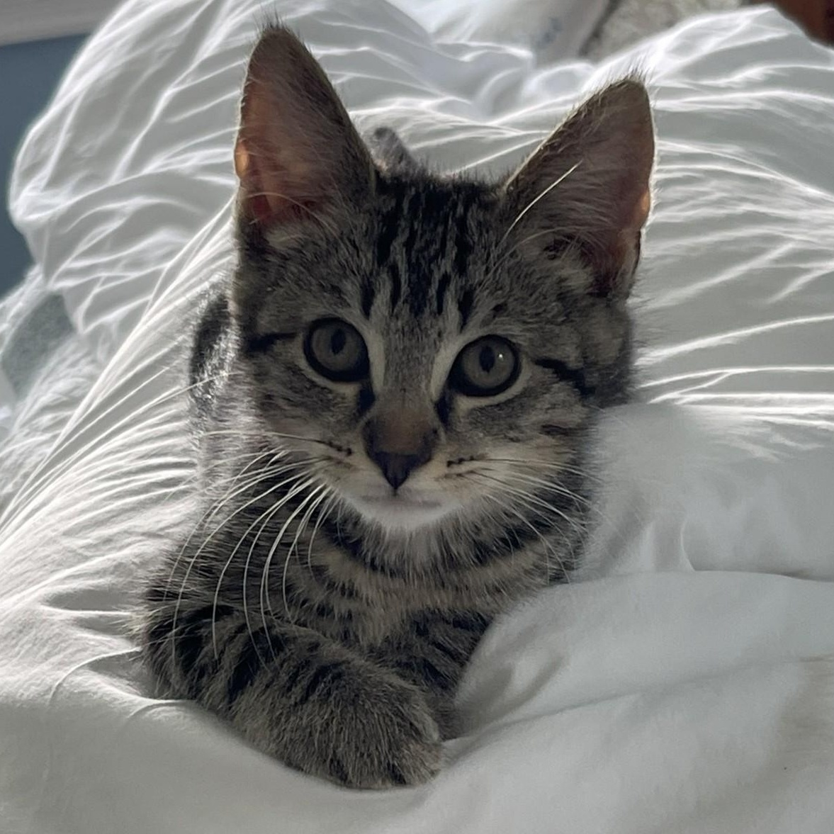 Zoe, Adoptable, Kitten Female Domestic Short Hair & Tiger.