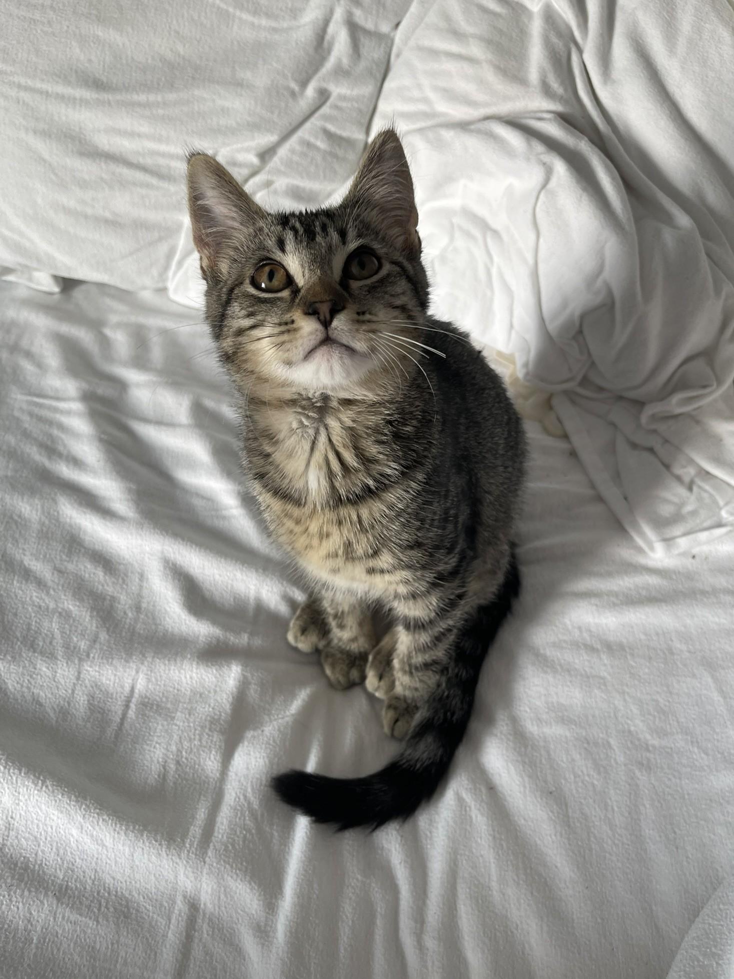 Zoe, a Adoptable mixed breed in Culpeper, VA image 4/6