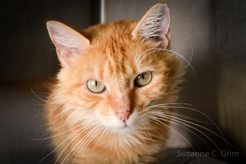 Enlarge Paprika, a Adoptable mixed breed in New Orleans, LA image 1/6