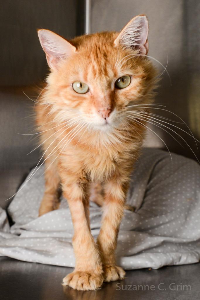 Enlarge Paprika, a Adoptable mixed breed in New Orleans, LA image 2/6