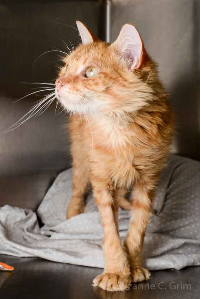 Enlarge Paprika, a Adoptable mixed breed in New Orleans, LA image 3/6