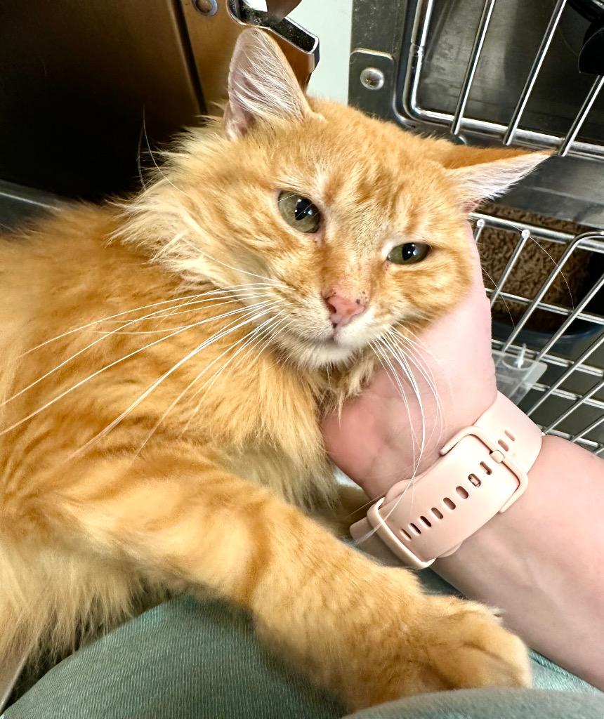 Enlarge Paprika, a Adoptable mixed breed in New Orleans, LA image 4/6