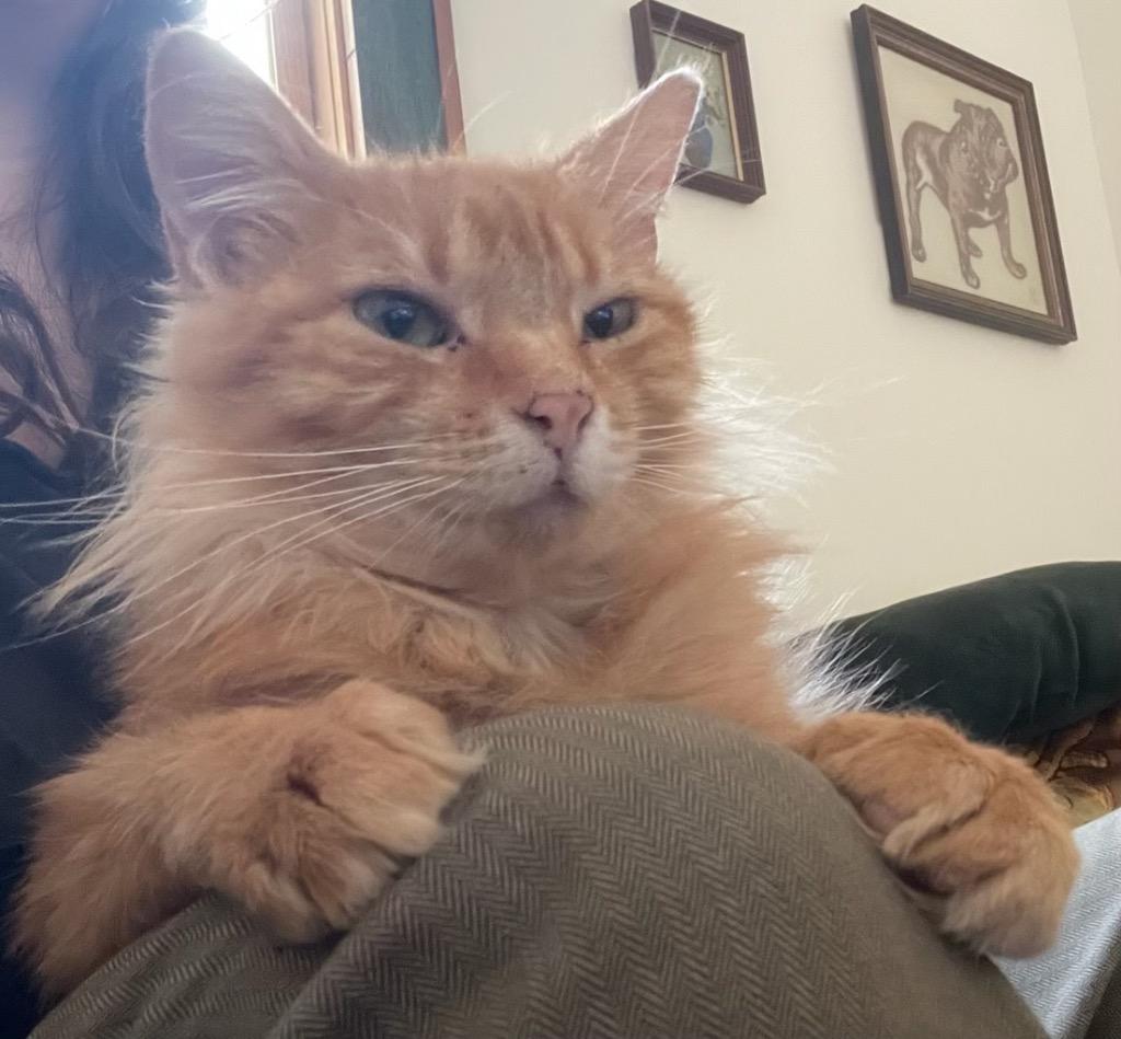 Enlarge Paprika, a Adoptable mixed breed in New Orleans, LA image 5/6