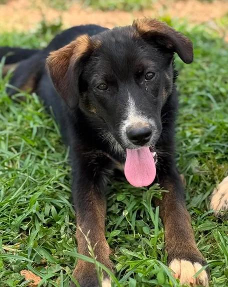 Blush, ADOPTABLE, Young Female Husky & Black Labrador Retriever.