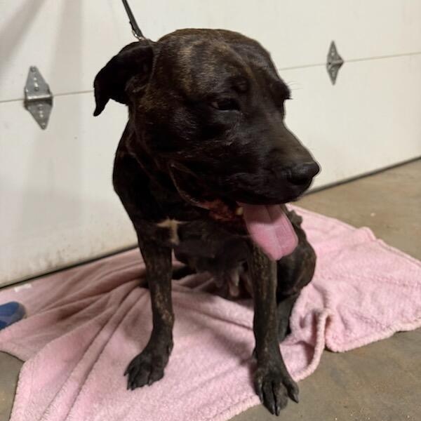 Enlarge Hope, a Adoptable mixed breed in Gilbert, AZ image 2/4