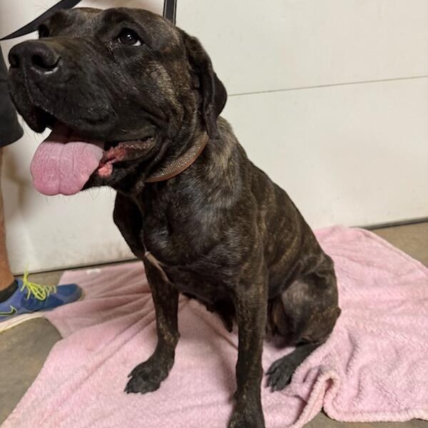 Hope, Adoptable, Adult Female Mastiff & Cane Corso.