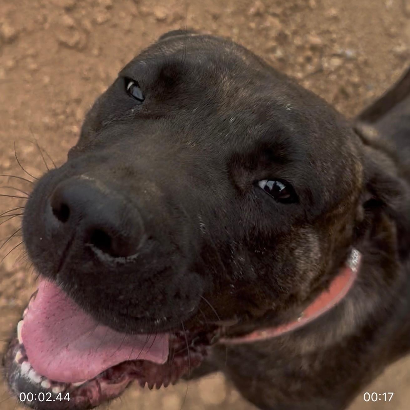 Enlarge Hope, a Adoptable mixed breed in Gilbert, AZ image 3/4