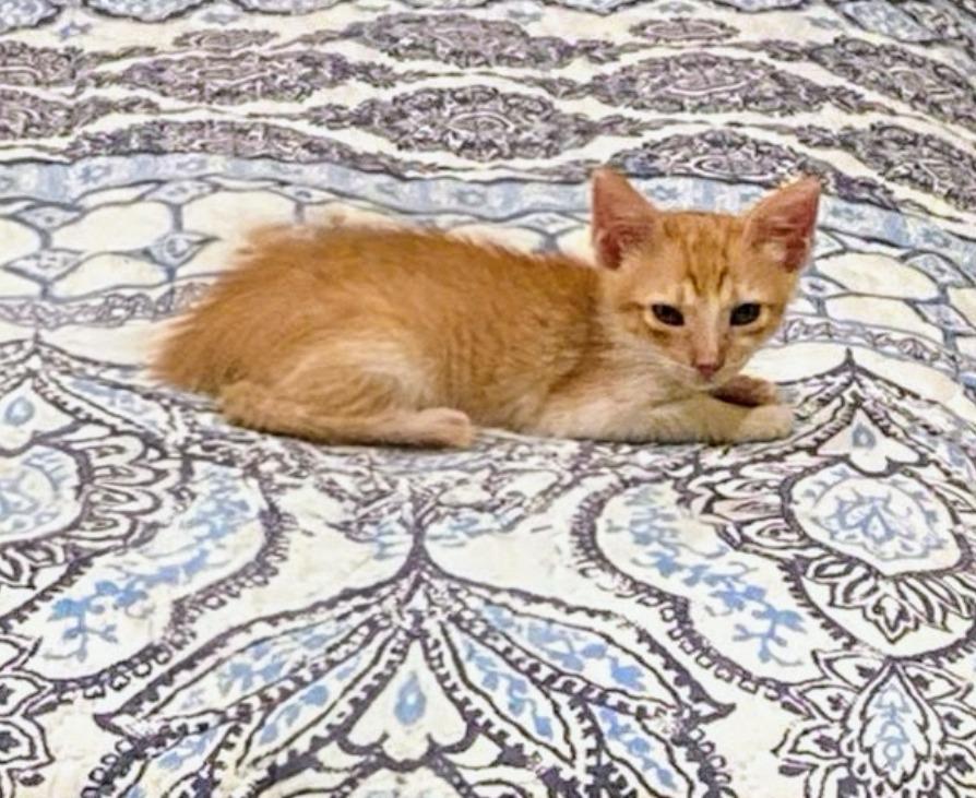 Jonesy
