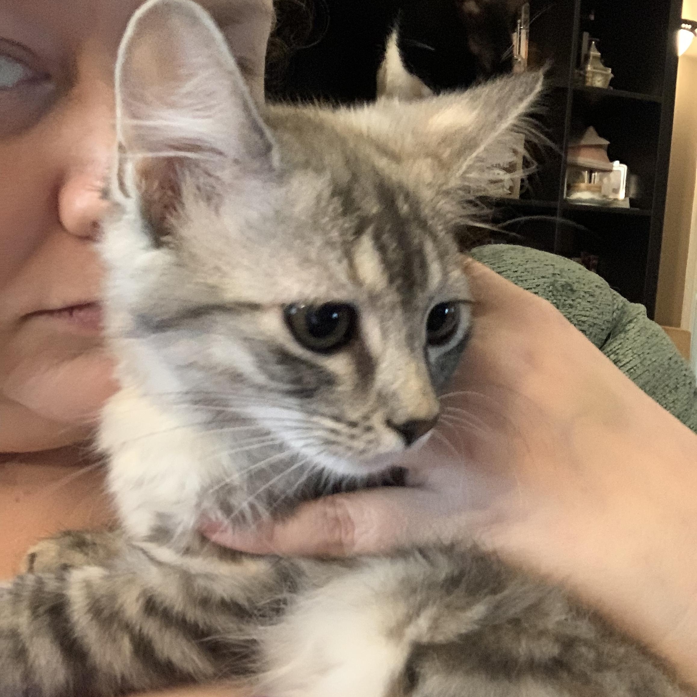 Enlarge Tilly, an adopted Domestic Medium Hair in Huffman, TX image 2/2