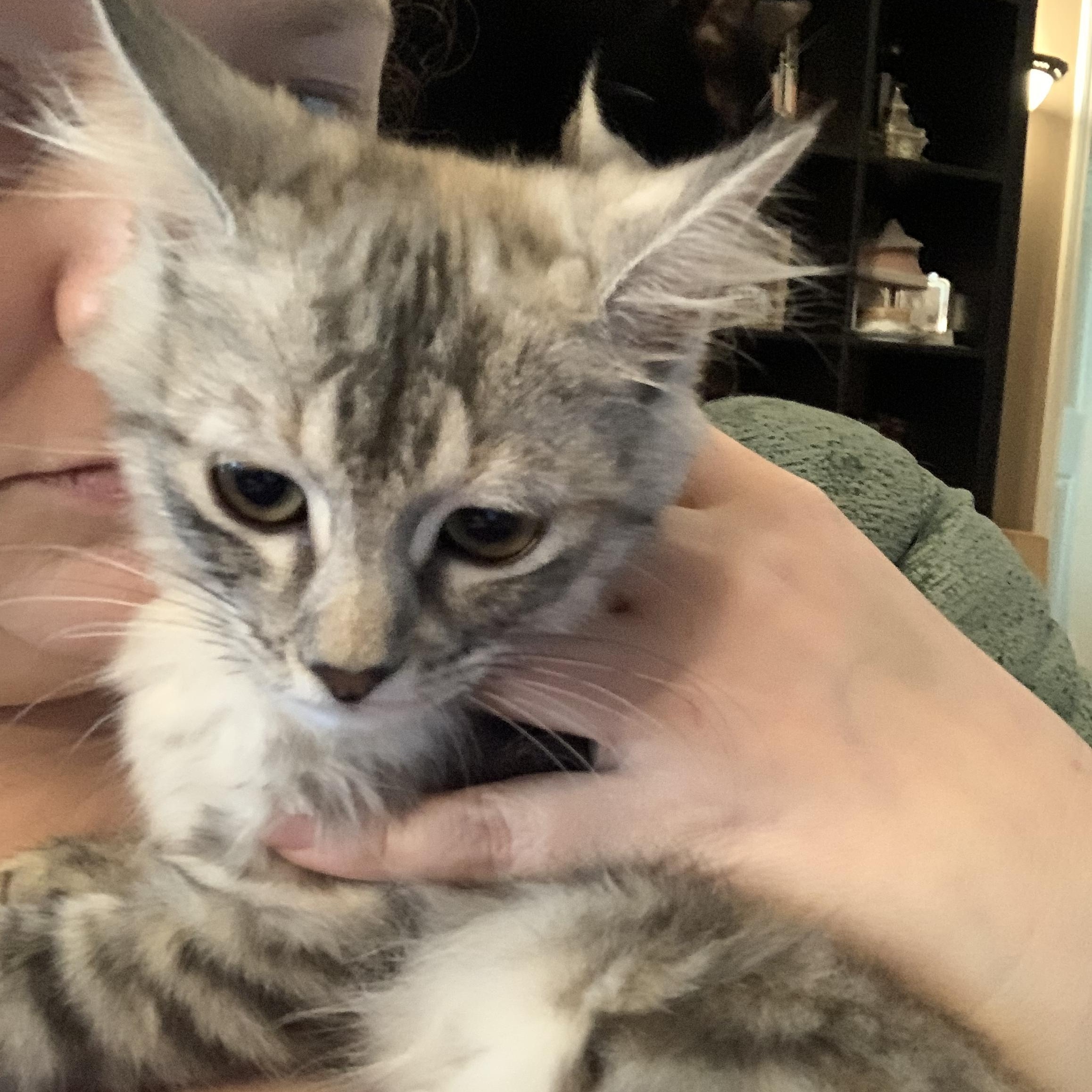 Enlarge Tilly, an adopted Domestic Medium Hair in Huffman, TX image 1/2