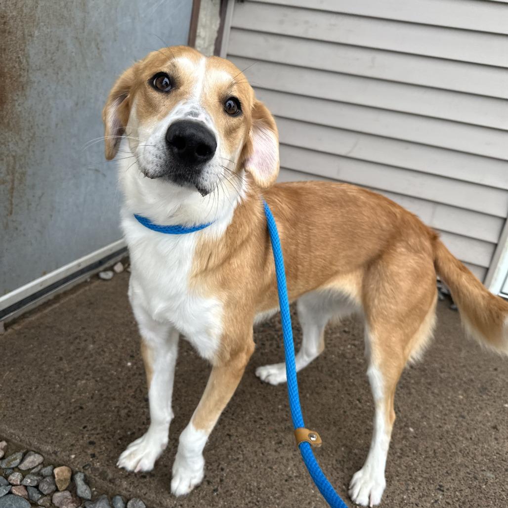 Enlarge Kestrel, an adopted Collie in Chippewa Falls, WI image 2/3