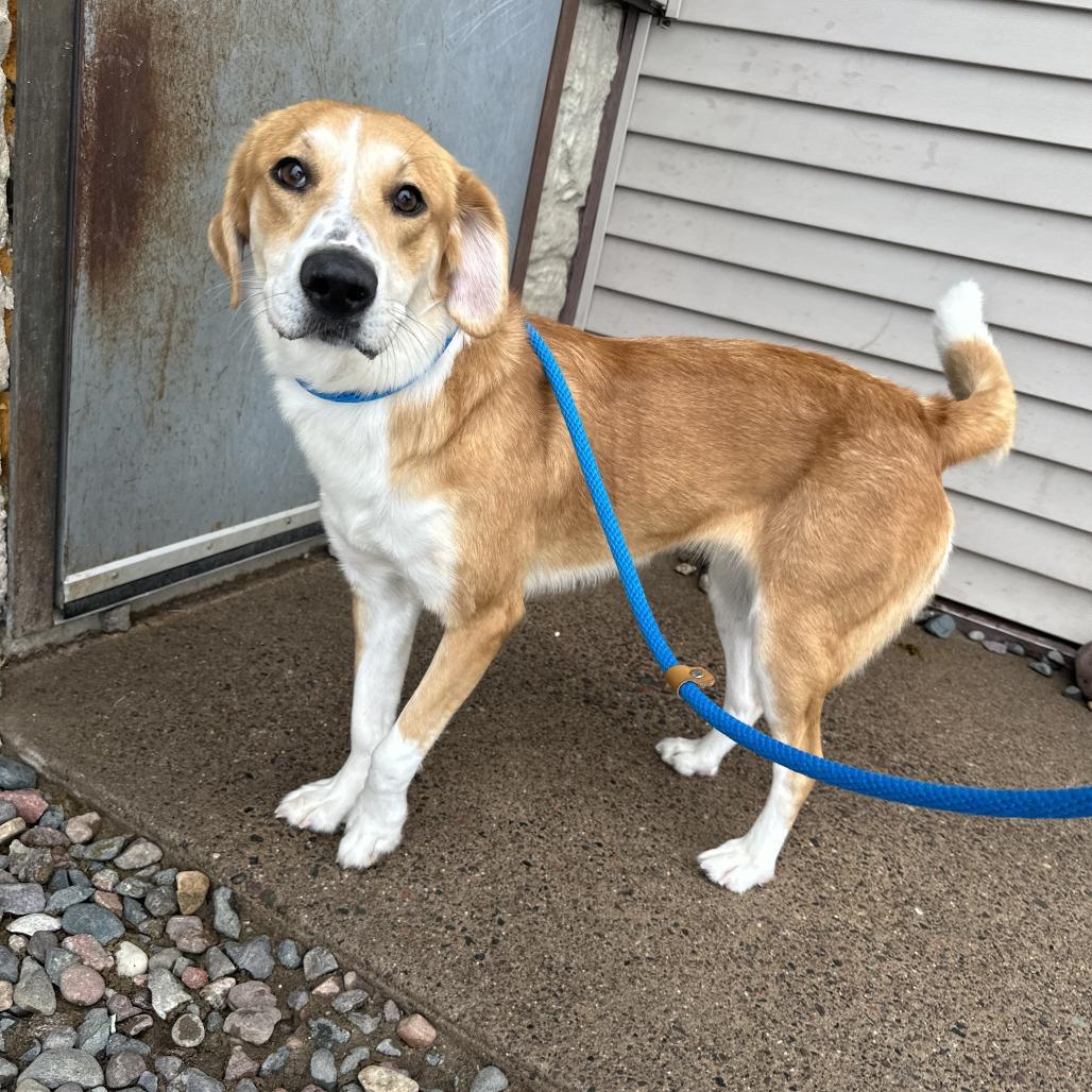 Enlarge Kestrel, an adopted Collie in Chippewa Falls, WI image 3/3