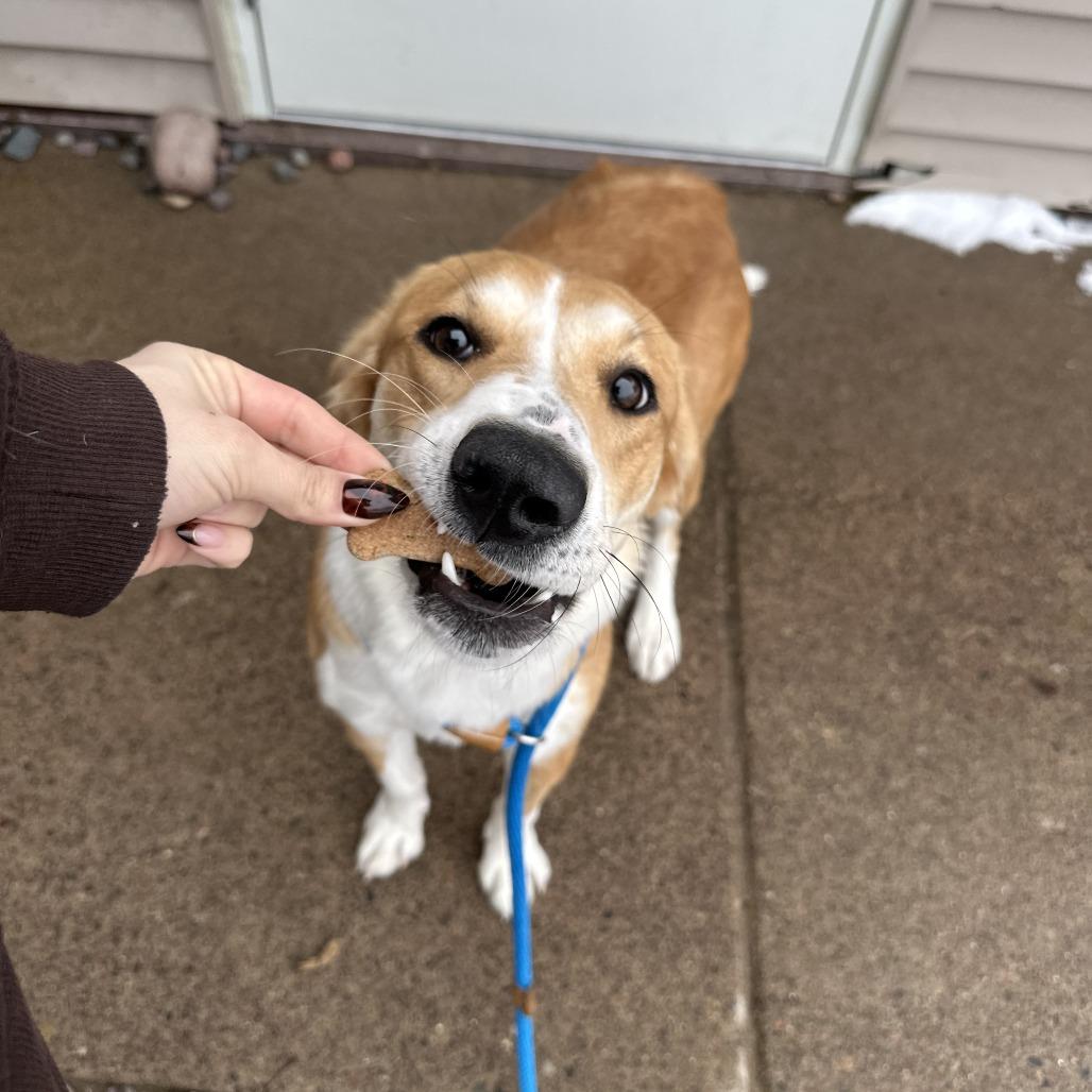 Kestrel, adopted, Adult Female Collie.