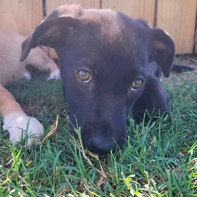 Enlarge Custard, a Adoptable mixed breed in Jerome, ID image 4/6