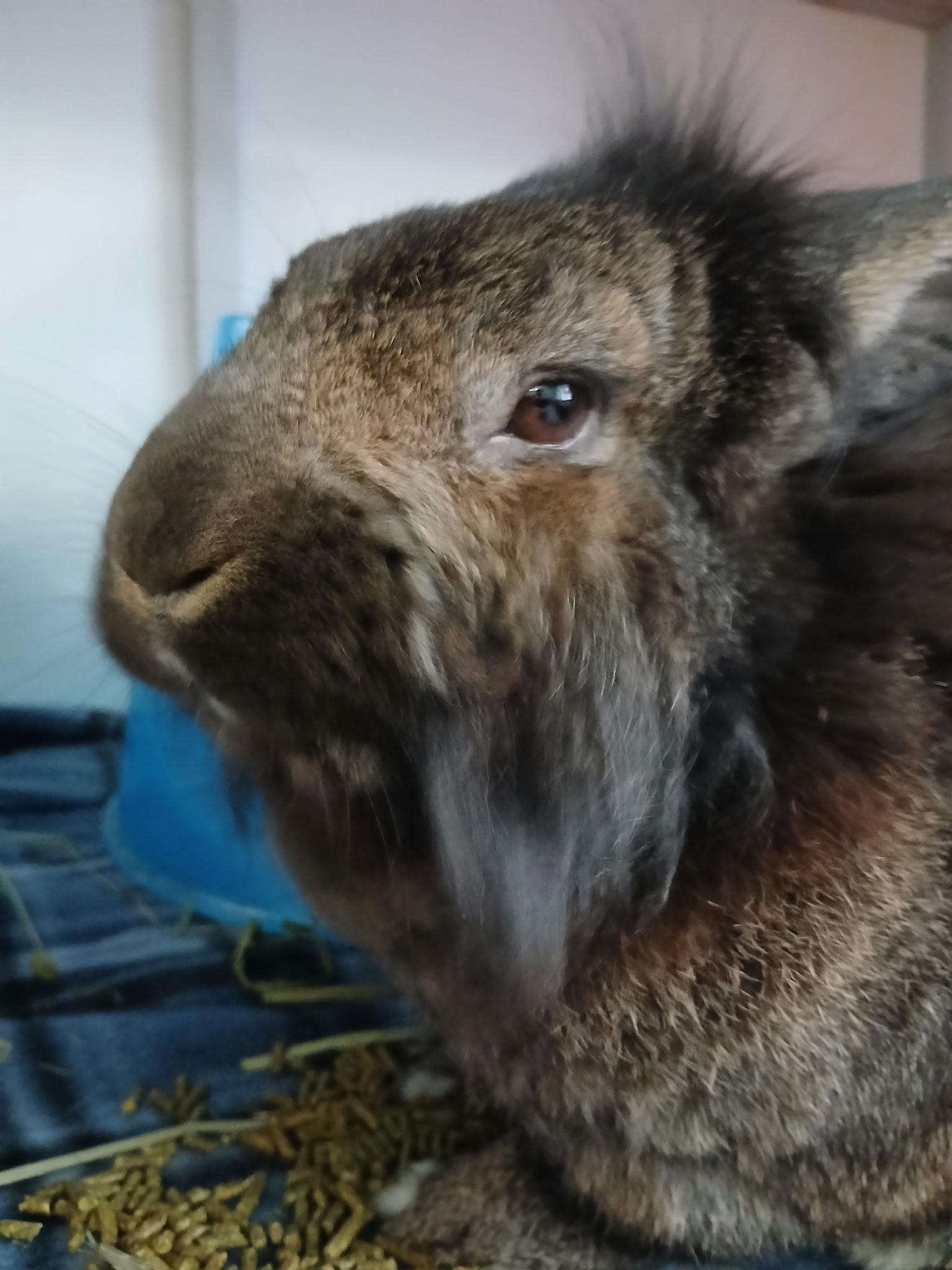 Enlarge Hamlet, an adoptable Lionhead in Chicago, IL image 2/3