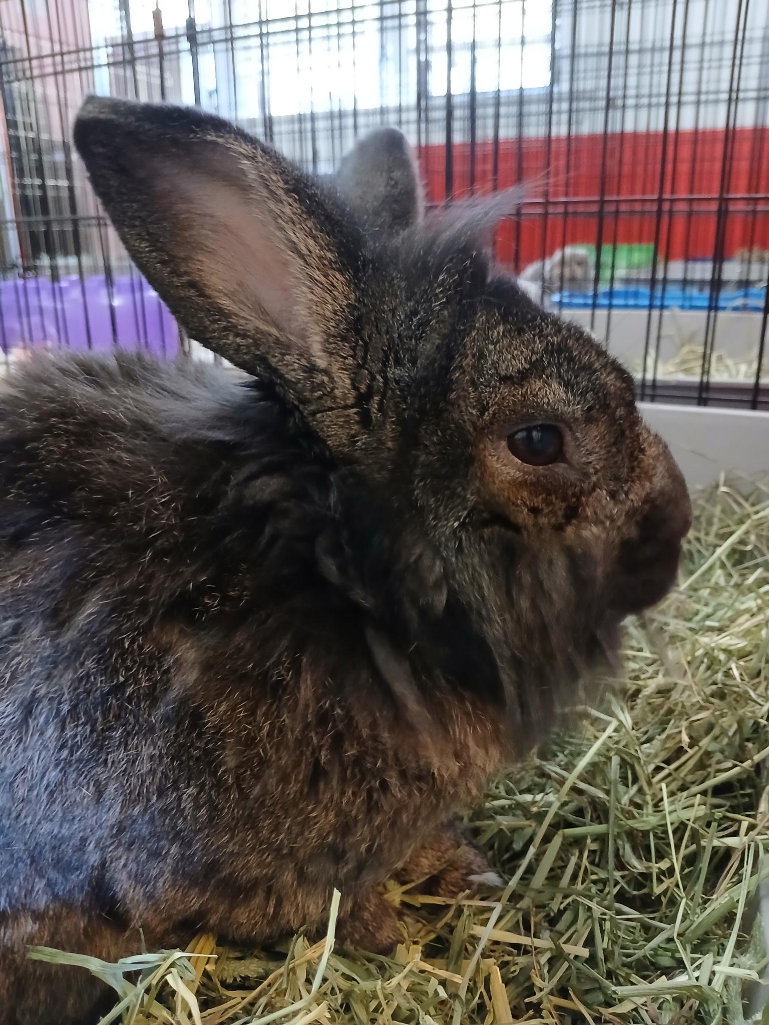 Enlarge Hamlet, an adoptable Lionhead in Chicago, IL image 3/3