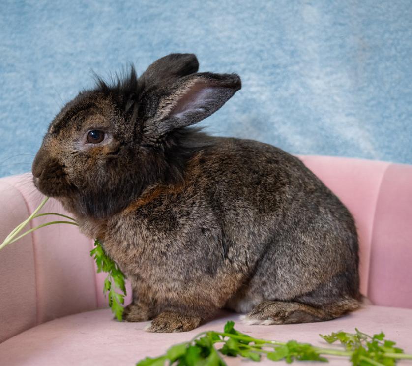 Enlarge Hamlet, an adoptable Lionhead in Chicago, IL image 1/3