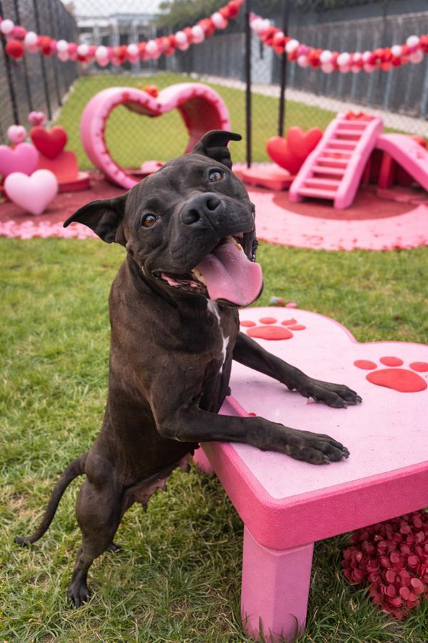 Peppa, a Adoptable mixed breed in Lafayette, LA image 1/6