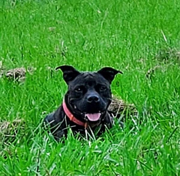 Peppa, a Adoptable mixed breed in Lafayette, LA image 2/6