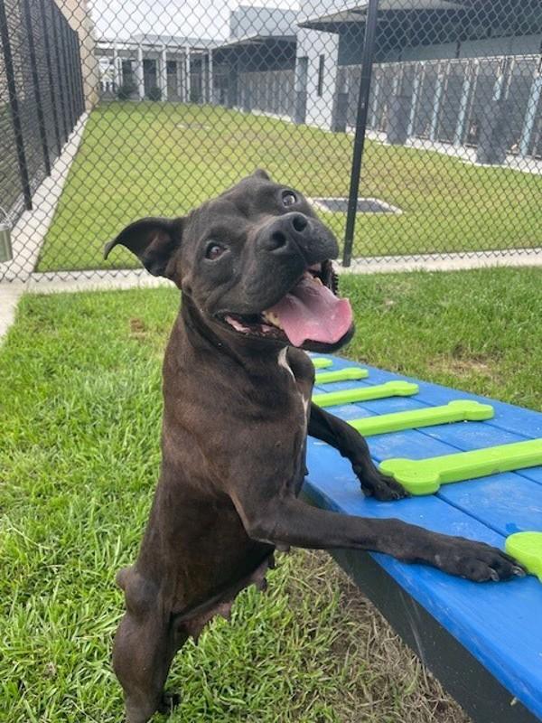 Peppa, a Adoptable mixed breed in Lafayette, LA image 3/6