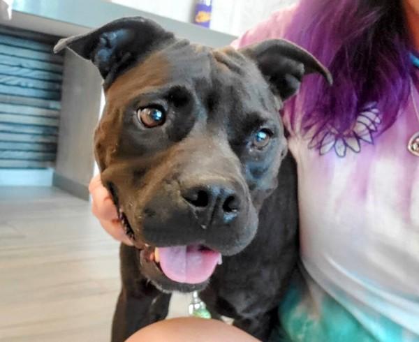 Peppa, a Adoptable mixed breed in Lafayette, LA image 5/6