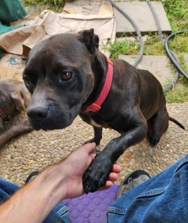 Peppa, a Adoptable mixed breed in Lafayette, LA image 6/6