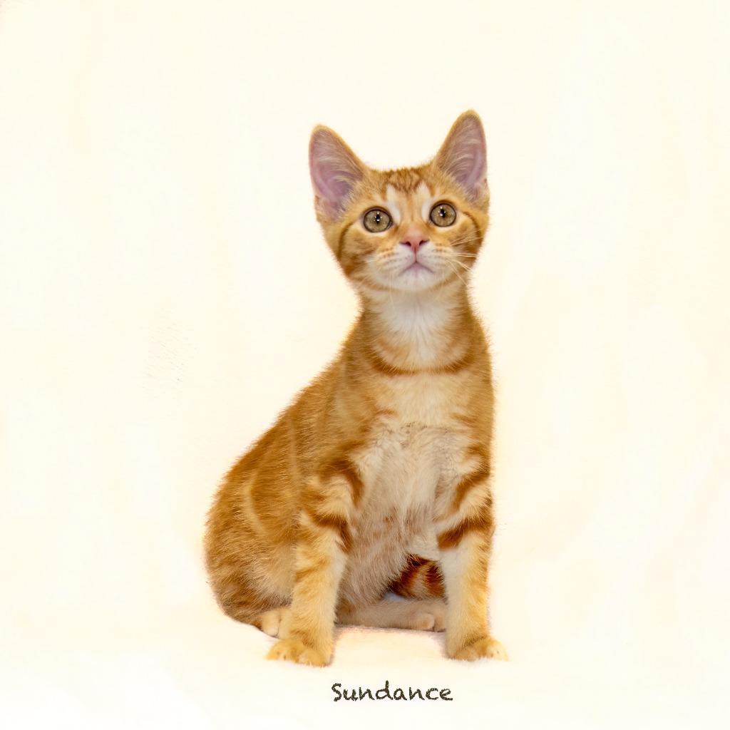 Sundance, Adoptable, Kitten Male Domestic Short Hair.