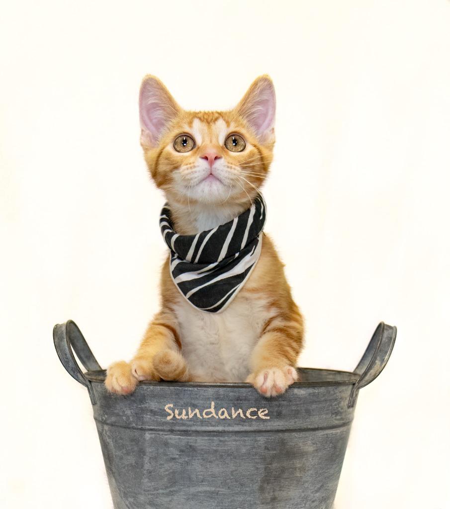 Enlarge Sundance, a Adoptable mixed breed in Hot Springs Village, AR image 2/2