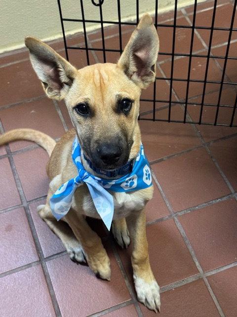 Enlarge Ren, a Adopted Shepherd in Lake Hopatcong, NJ image 1/1