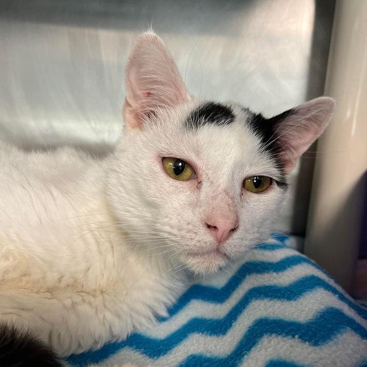 Patches, Adoptable, Adult Male Domestic Short Hair.