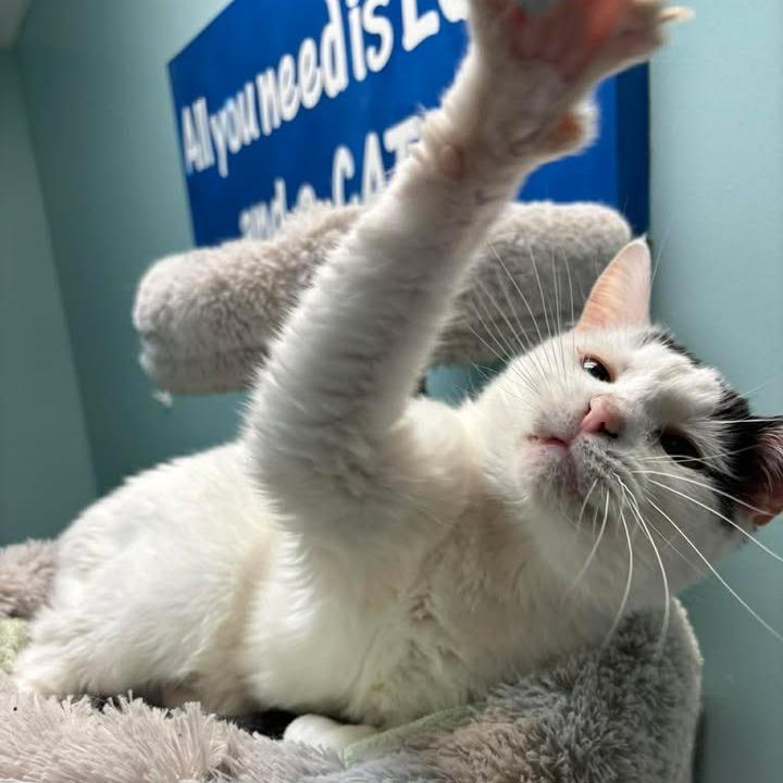 Enlarge Patches, a Adoptable Domestic Short Hair in Milan, IL image 2/6