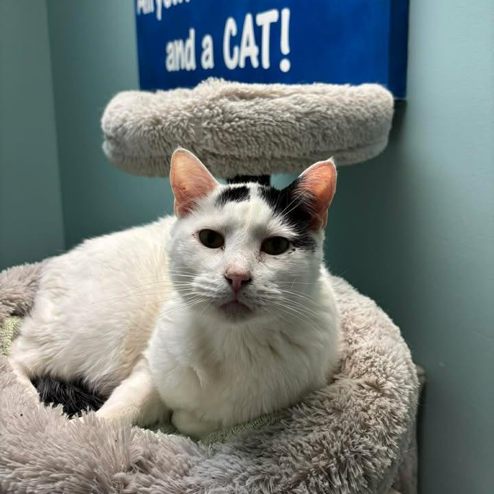 Enlarge Patches, a Adoptable Domestic Short Hair in Milan, IL image 3/6