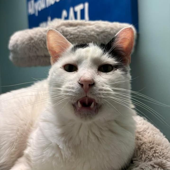 Enlarge Patches, a Adoptable Domestic Short Hair in Milan, IL image 4/6