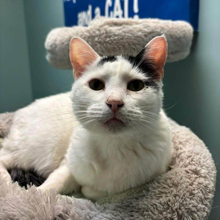 Enlarge Patches, a Adoptable Domestic Short Hair in Milan, IL image 5/6