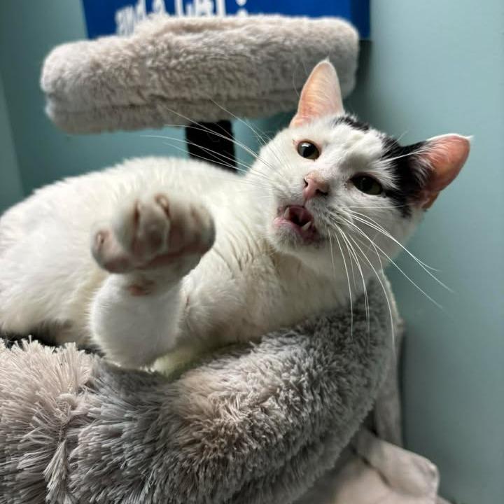 Enlarge Patches, a Adoptable Domestic Short Hair in Milan, IL image 6/6