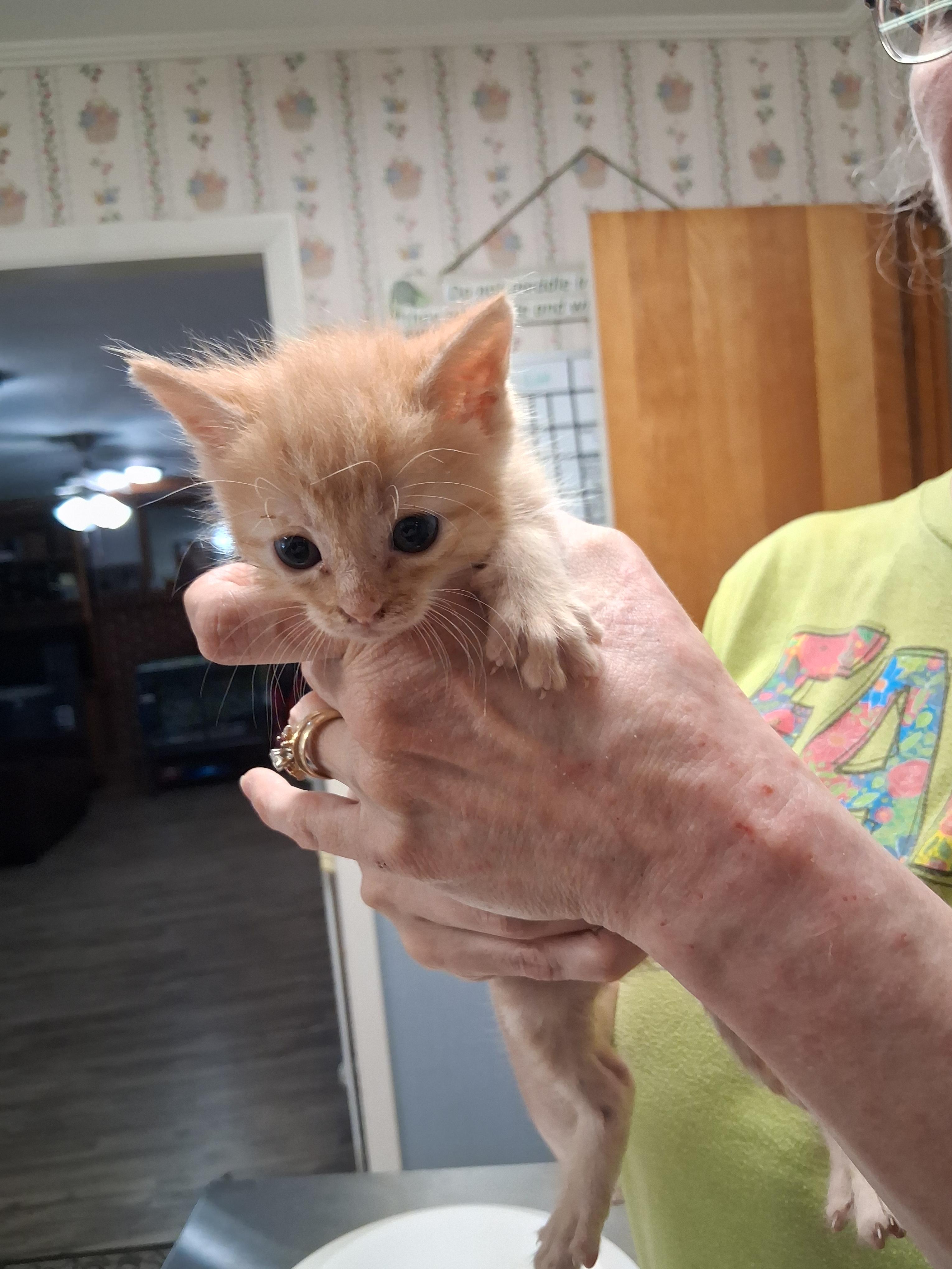 Enlarge Crawdad, a Adoptable mixed breed in Lynchburg, TN image 1/1