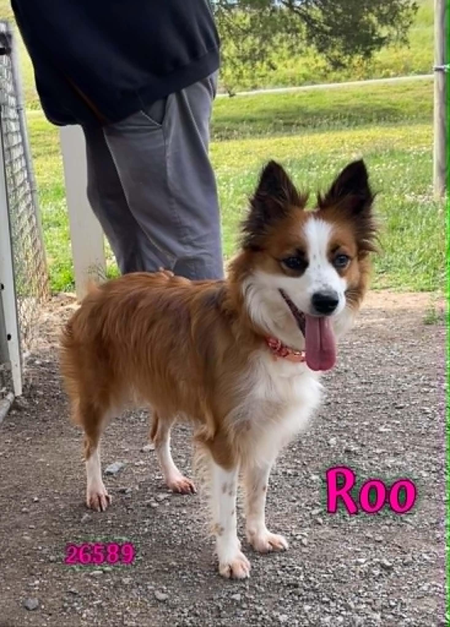 Enlarge Roo, an adopted mixed breed in Oak Ridge, TN image 1/4