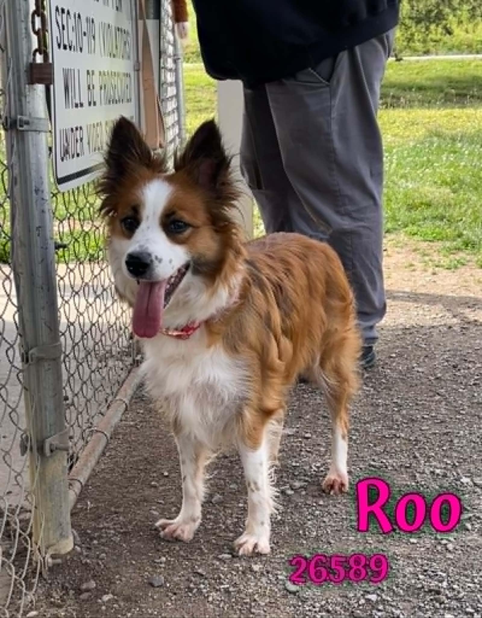Enlarge Roo, an adopted mixed breed in Oak Ridge, TN image 4/4