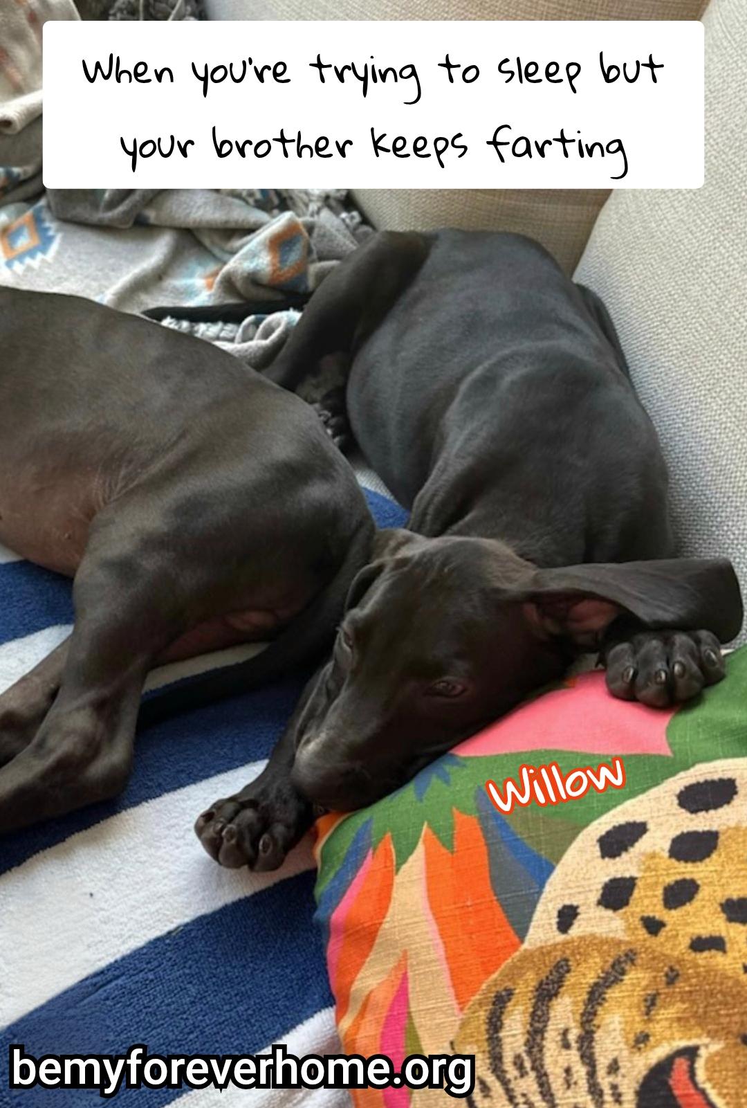 Willow