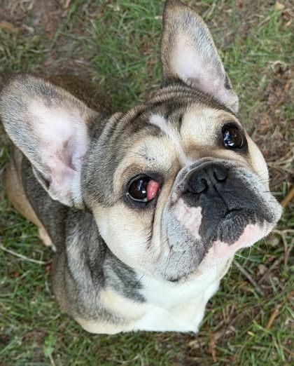 Enlarge SCOTCH MACALLAN (with ROSCO RAINIER), a Adoptable French Bulldog in Bonney Lake, WA image 2/3