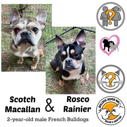 SCOTCH MACALLAN (with ROSCO RAINIER), Adoptable, Adult Male French Bulldog.