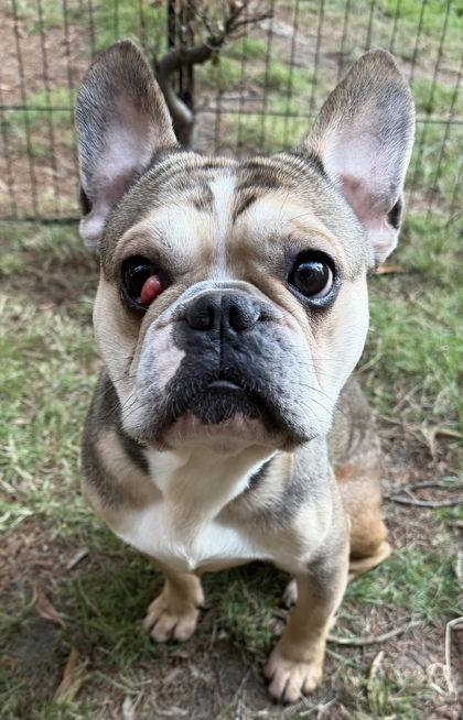 Enlarge SCOTCH MACALLAN (with ROSCO RAINIER), a Adoptable French Bulldog in Bonney Lake, WA image 3/3