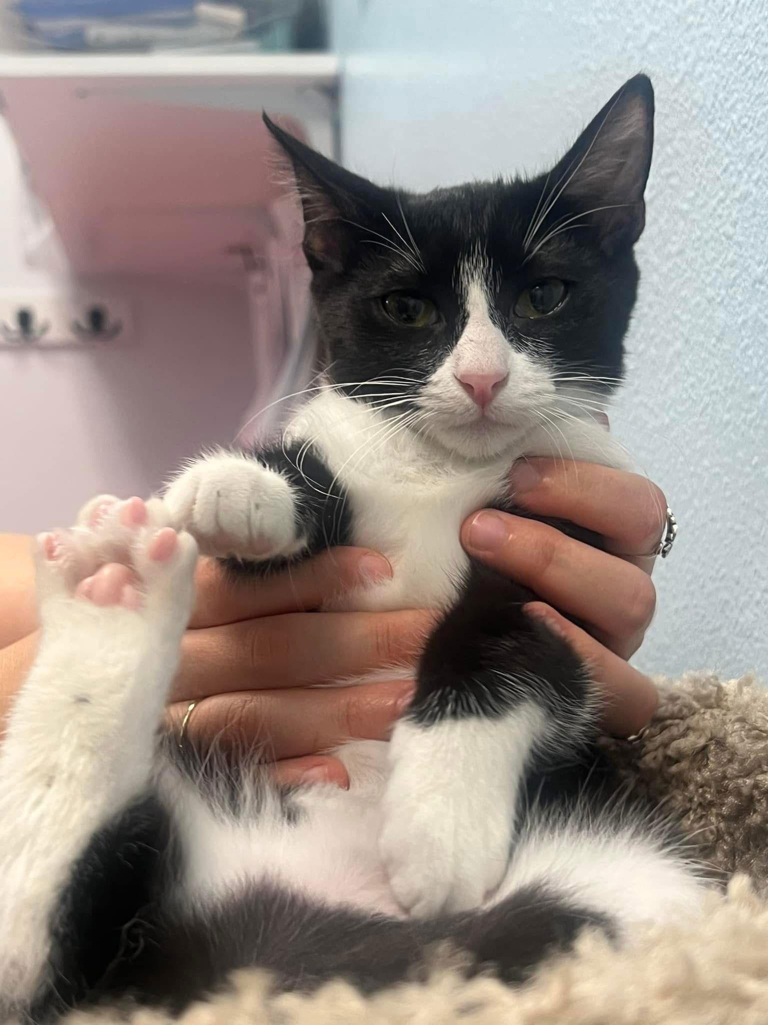 Beatrice, Adoptable, Young Female Domestic Short Hair & Tuxedo.