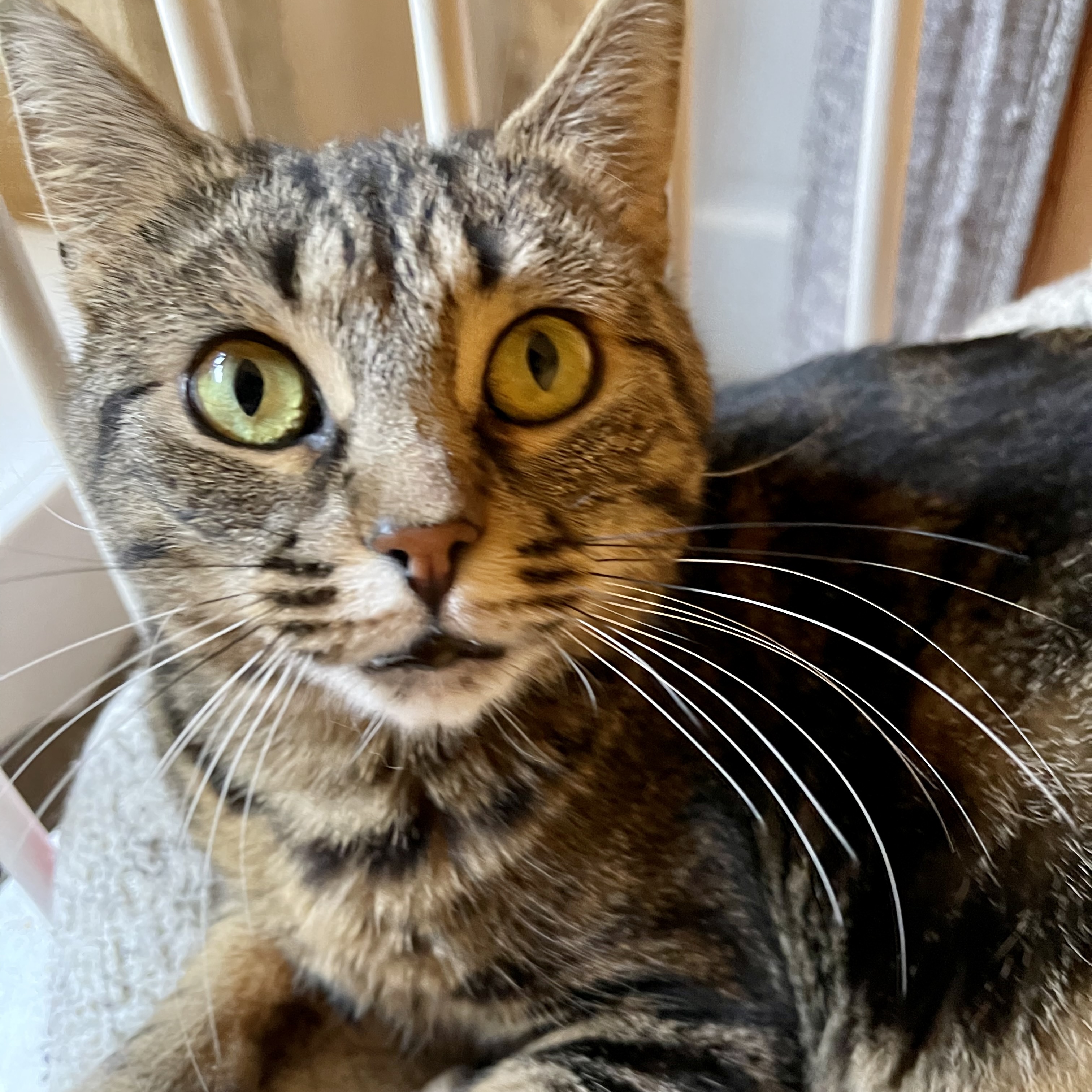 Tootsie, an adoptable Domestic Short Hair in Los Angeles, CA, 90046 | Photo Image 1