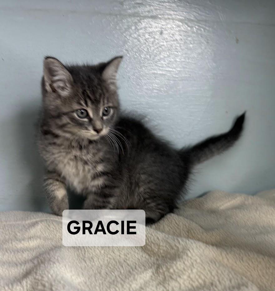 Gracie, Adoptable, Young Female Domestic Short Hair.