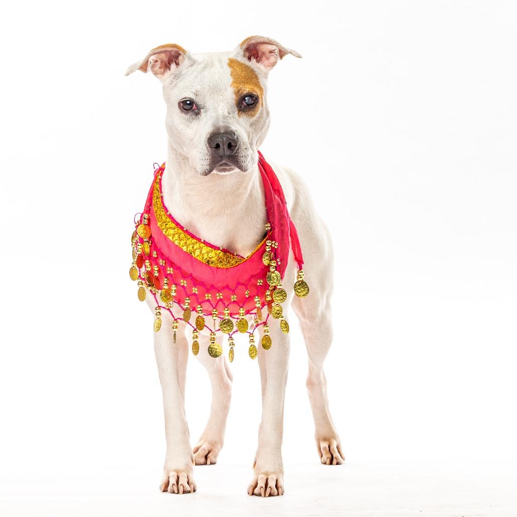 Apple, Adoptable, Senior Female Pit Bull Terrier & Mixed Breed.