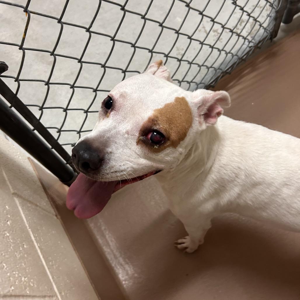 Apple, a Adoptable mixed breed in Reno, NV image 2/5