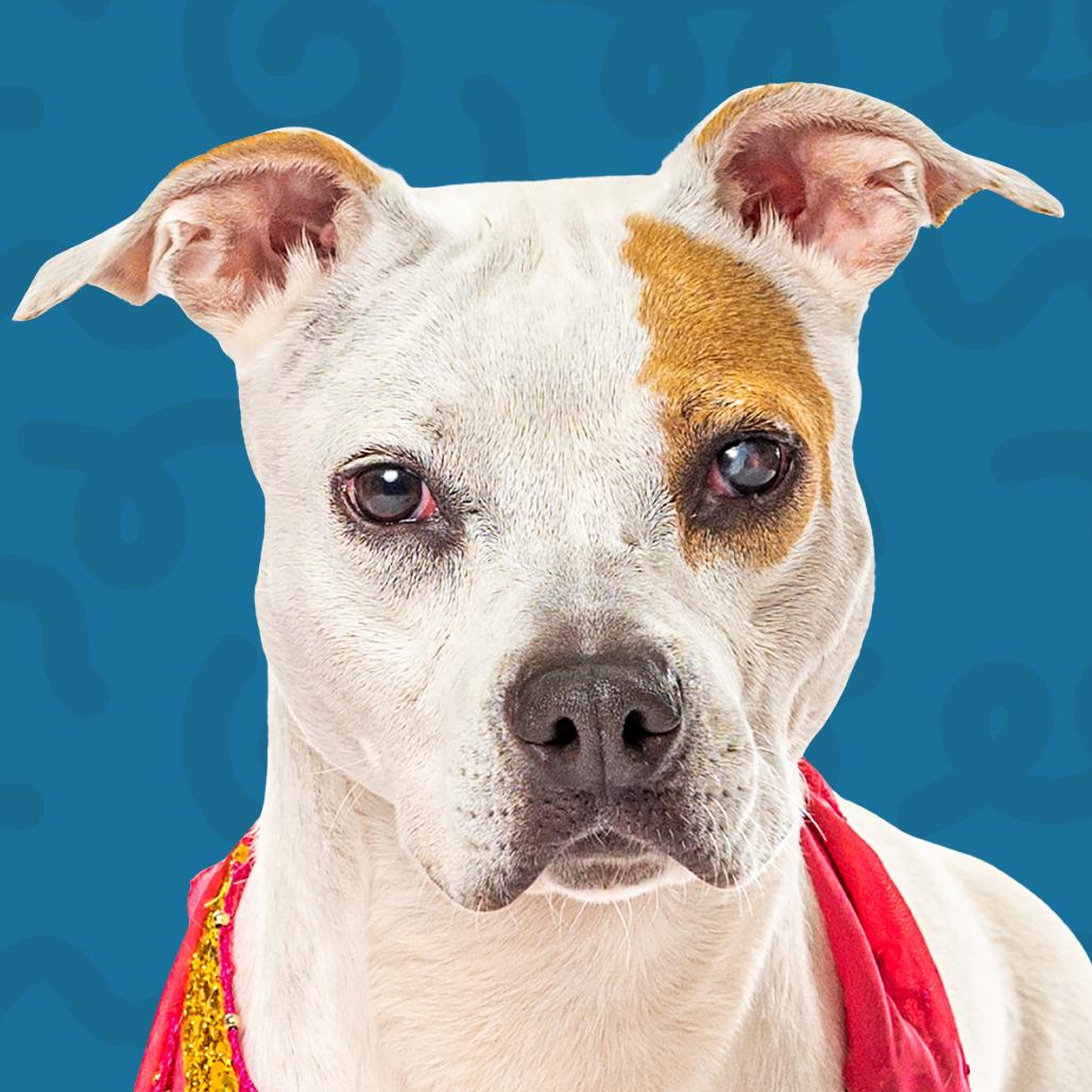 Apple, a Adoptable mixed breed in Reno, NV image 3/5
