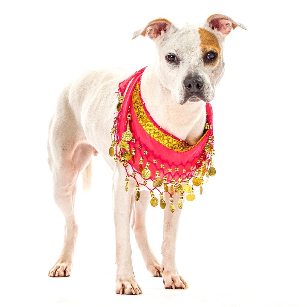 Apple, a Adoptable mixed breed in Reno, NV image 4/5